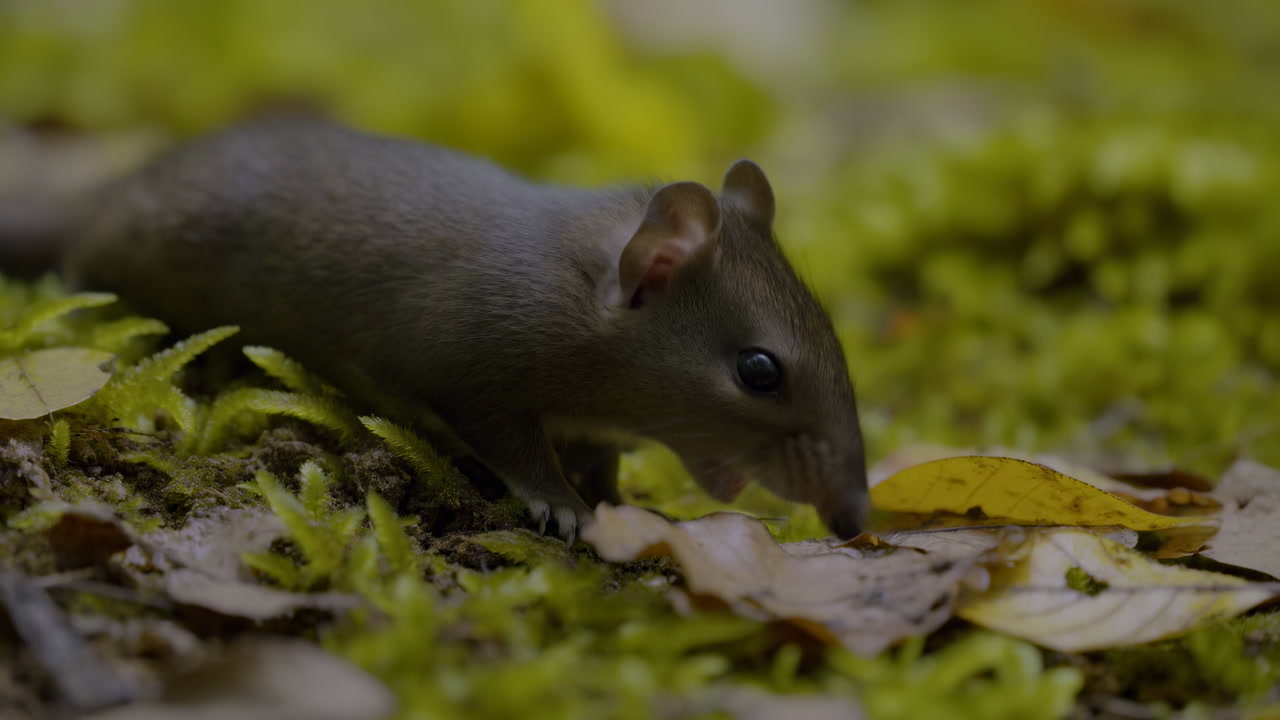 Small Brown Rodent Foraging On Moss Cinematic Macro Close Perspective Of Damp Leaf Litter, Emerald Moss,