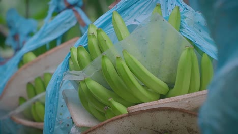 una serie de cintas transportadoras automatizadas que transportan canastas de banano desde la plantación hasta la planta de procesamiento