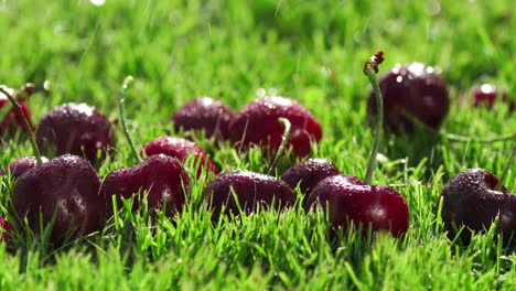 Rote-Beeren,-Reife-Kirschen-Liegen-Auf-Dem-Grünen-Gras