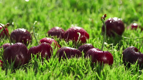 bayas rojas cerezas maduras yacen en el verde la hierba