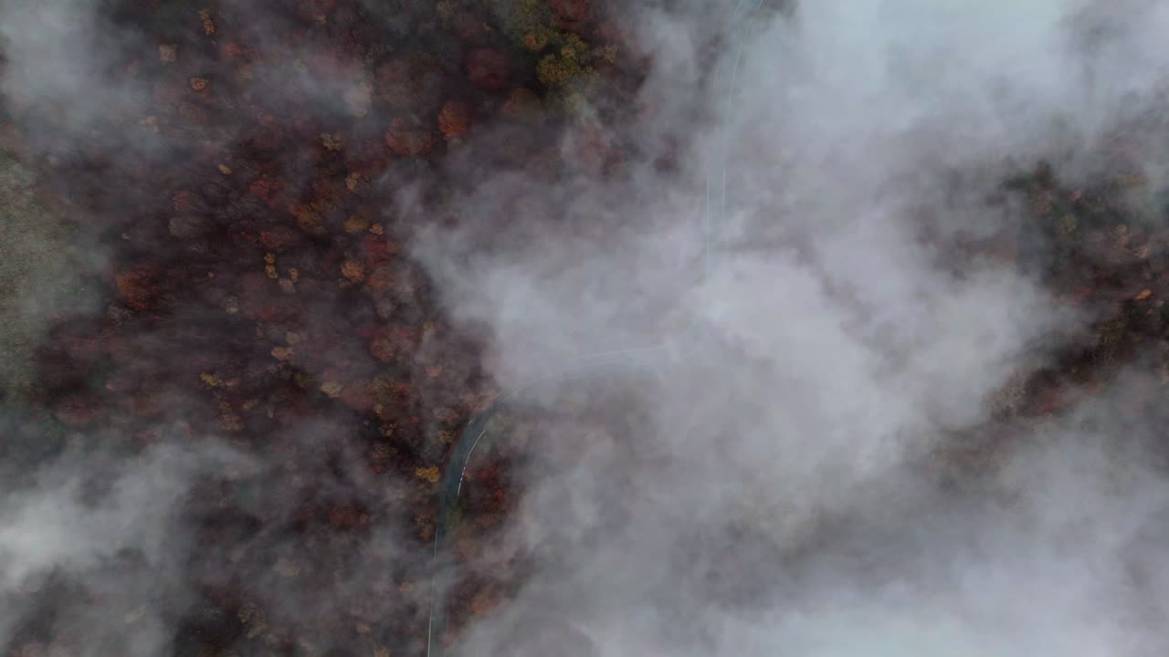 Aerial view of misty autumn forest with a serene, mysterious atmosphere