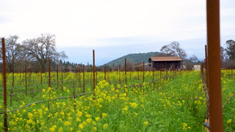 Mustard-flowers-being-blown-with-the-wind-with-ab-Barn-at-the-edge-of-a-vineyard-In-the-Napa-Valley-California