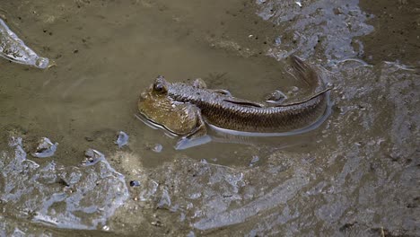 Mudskipper-En-Una-Marisma-Con-Moluscos-En-Movimiento---Cierre,-Cámara-Lenta