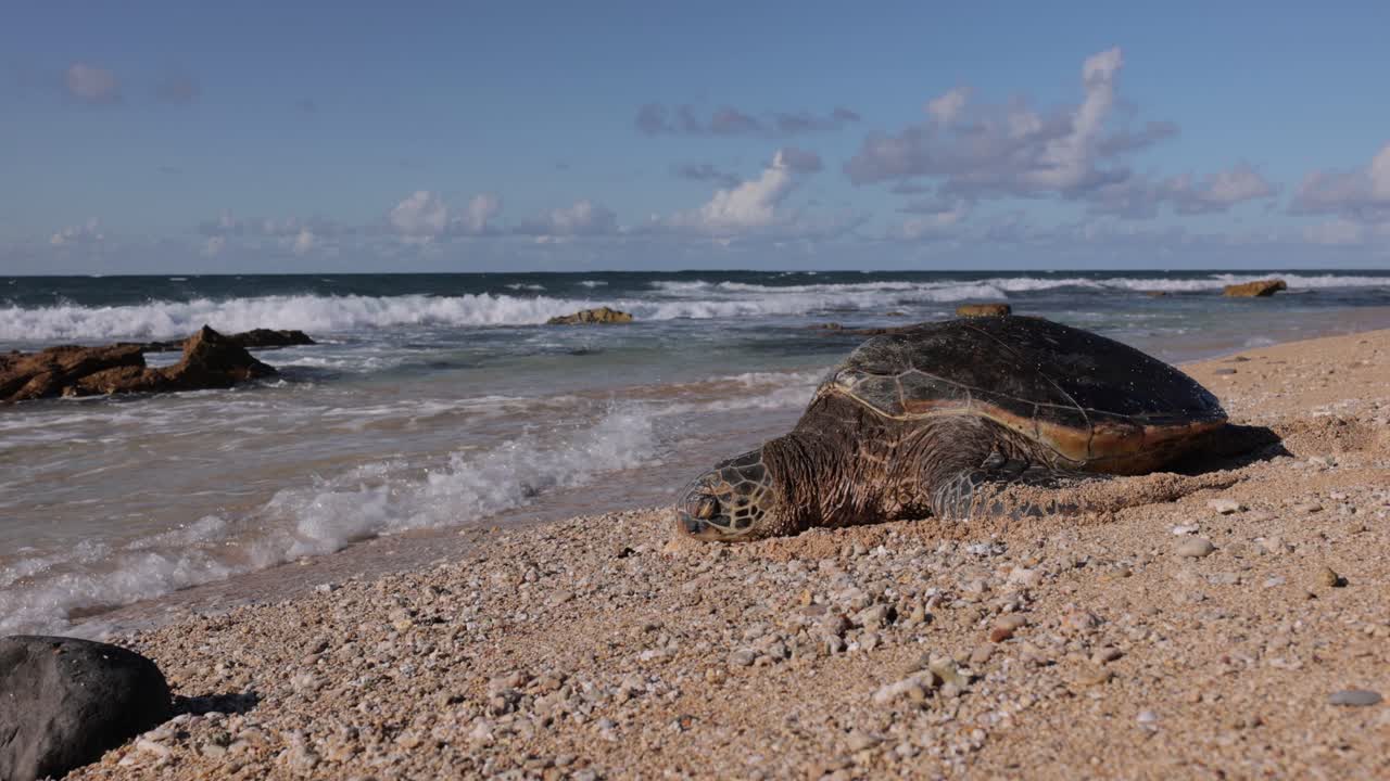 Hawaii green sea turtle sleeping on a sandy beach