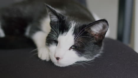 Sleeping cat on chair, resting at home