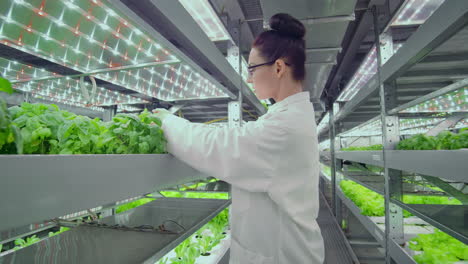 scientists men and women work moving through the corridors of a modern metal farm for growing vegetables and herbs examining the shelves with green plants and entering data into the computer