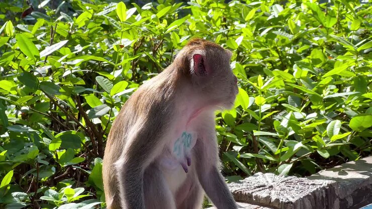Monkey in a tropical garden
