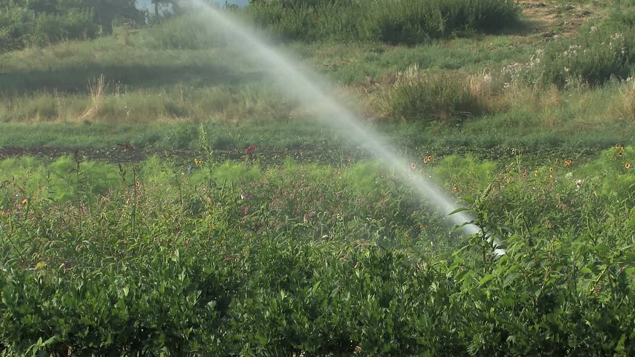 독일 바이에른의 스프링클러 관개 중간 샷