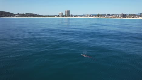 Dolphin in the ocean near a coastal city