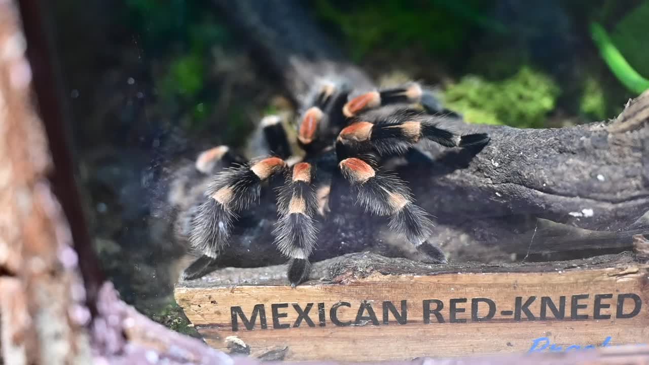 una tarántula de rodilla roja mexicana en un bosque tropical cubierto en dubai, emiratos árabes unidos