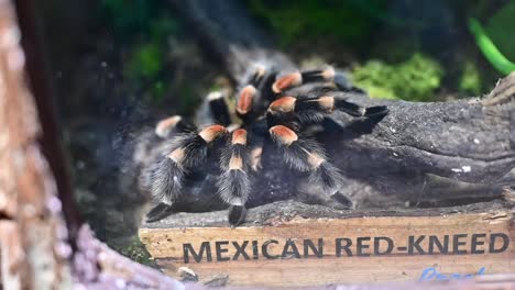 a mexican red knee tarantula at an indoor rainforest in dubai, united arab emirates