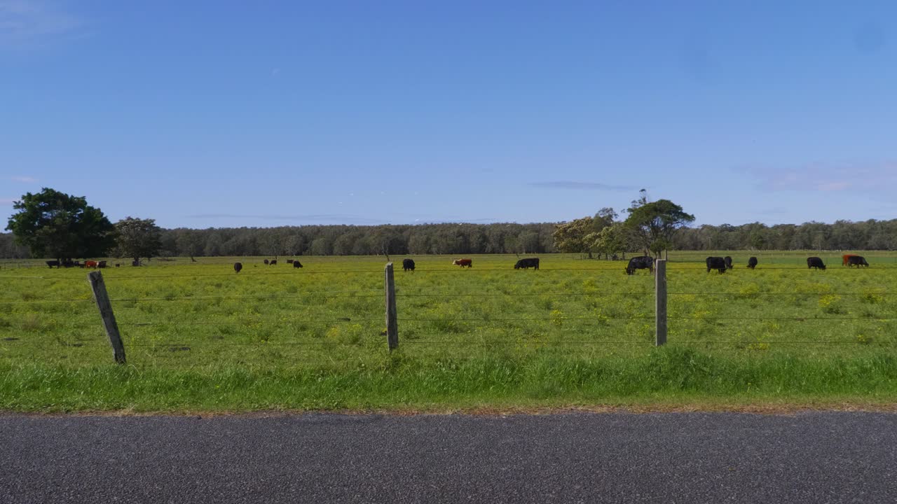 소떼가 있는 푸른 목초지 - 시골길을 달리는 흰색 자동차 - 호주 뉴사우스웨일즈의 초승달 머리 마을