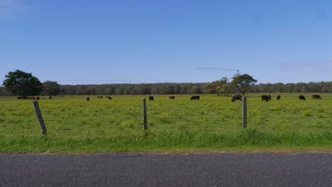 groene weide met kudde koeien - witte auto rijdend op de landweg - crescent head village in nsw, australië