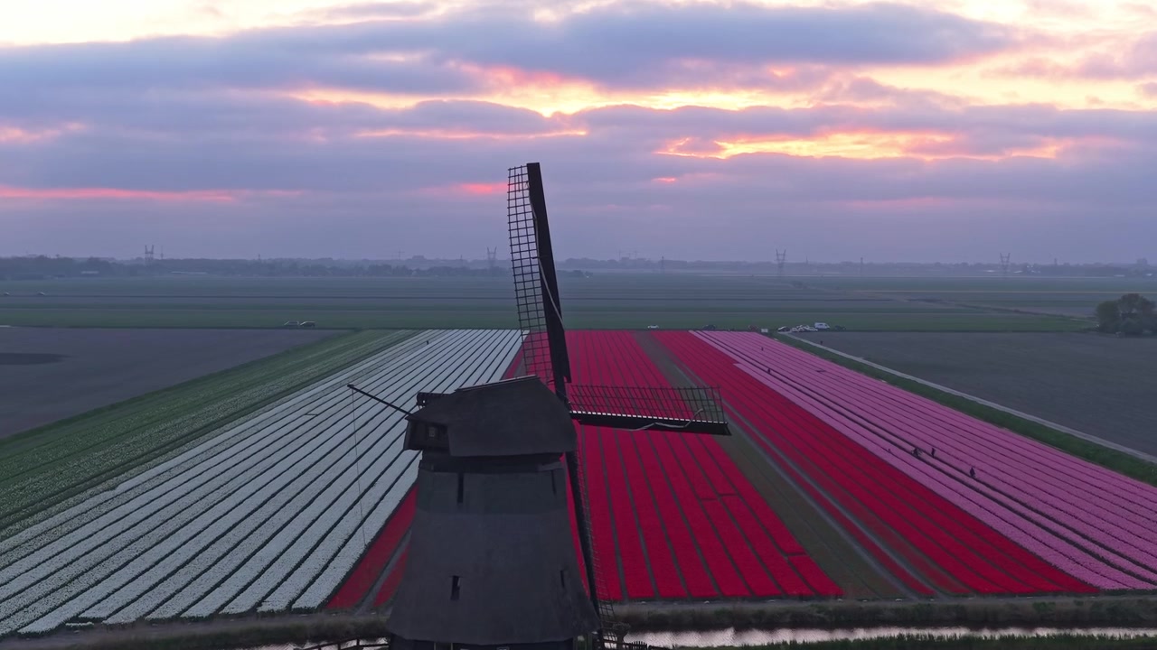 Mulino a vento olandese che domina campi di tulipani colorati all'alba