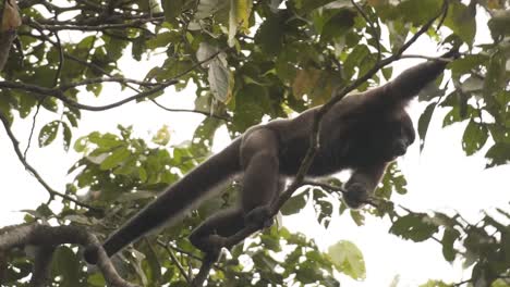 male woolly monkey jumping into another tree branches in tropical rainforest