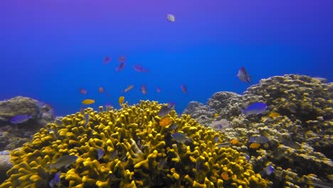 Toma-Subacuática-Estática-De-La-Colonia-De-Peces-De-Coral-Cuerno-De-Ciervo