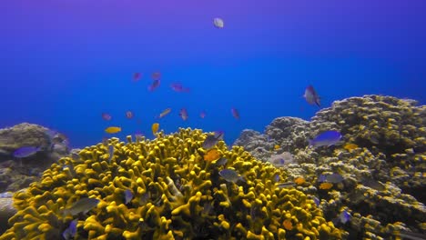 toma subacuática estática de la colonia de peces de coral cuerno de ciervo