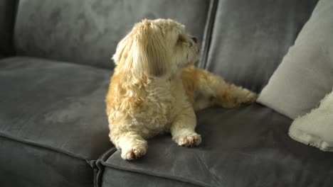 white shih tzuh boomer dog sits on sofa, looks around