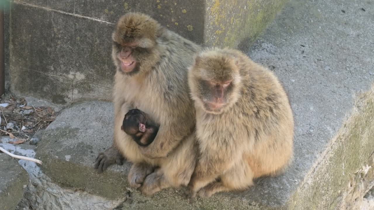 A family of Gibraltar macaques, including a baby, sits closely together on concrete steps, interacting