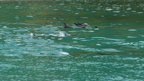 Grupo-De-Delfines-Oscuros-Rompiendo-Las-Aguas-Costeras-De-Nueva-Zelanda