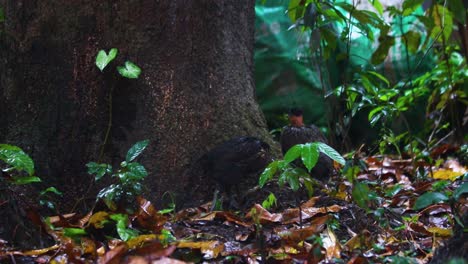 Hühner-Suchen-Schutz-Unter-Großen-Bäumen-Im-Regennassen-Wald,-Monsun