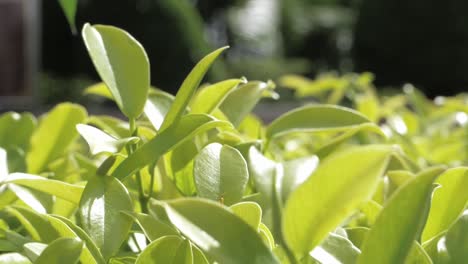 Camera-hovers-moving-backwards-revealing-yellow-green-leaves-of-a-garden-plant-exposed-under-the-sun