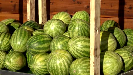 heap of green watermelons in 4k