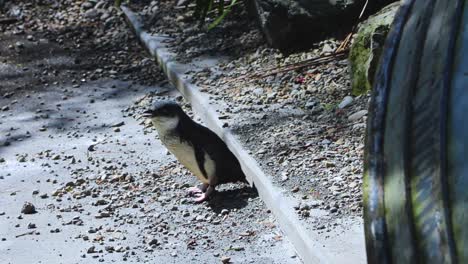 pequeño pingüino azul perdido