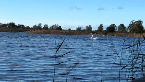 Cisne-Mudo,-Cygnus-Olor,-En-El-Patrimonio-Mundial-De-La-Unesco-Del-Archipiélago-De-Kvarken