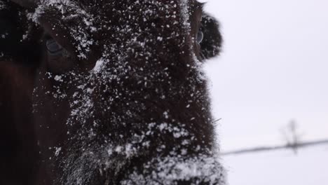 bison closeup nose pan up to eye while head turns slomo