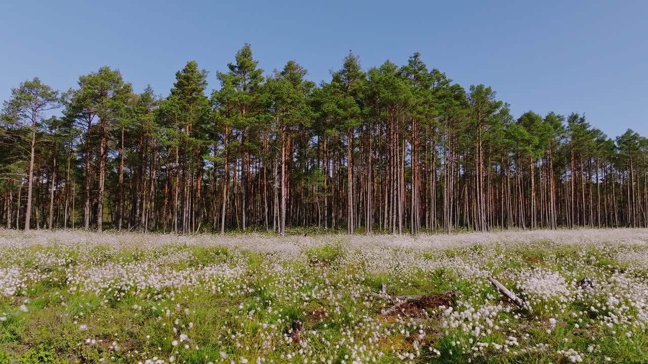 Drone glides sideways Raganu Bog in Latvia Kemeri Park, cotton Eriophorum bloom