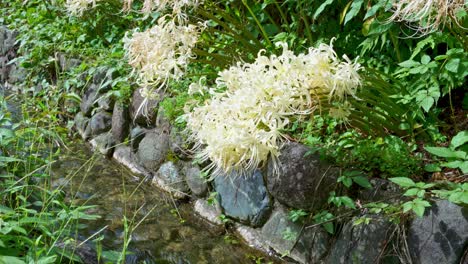 Weiße,-Wunderschöne-Büschel-Amaryllis-Am-Bach