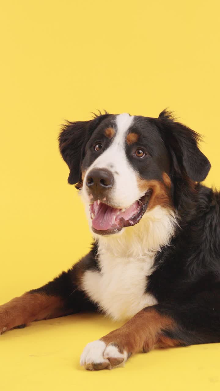 Portrait of a Bernese Mountain Dog