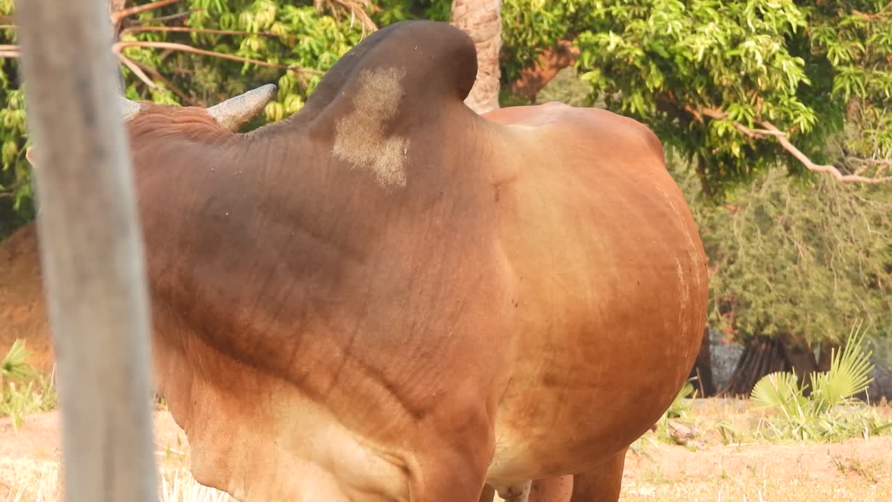 toro relajándose - vaca de pie
