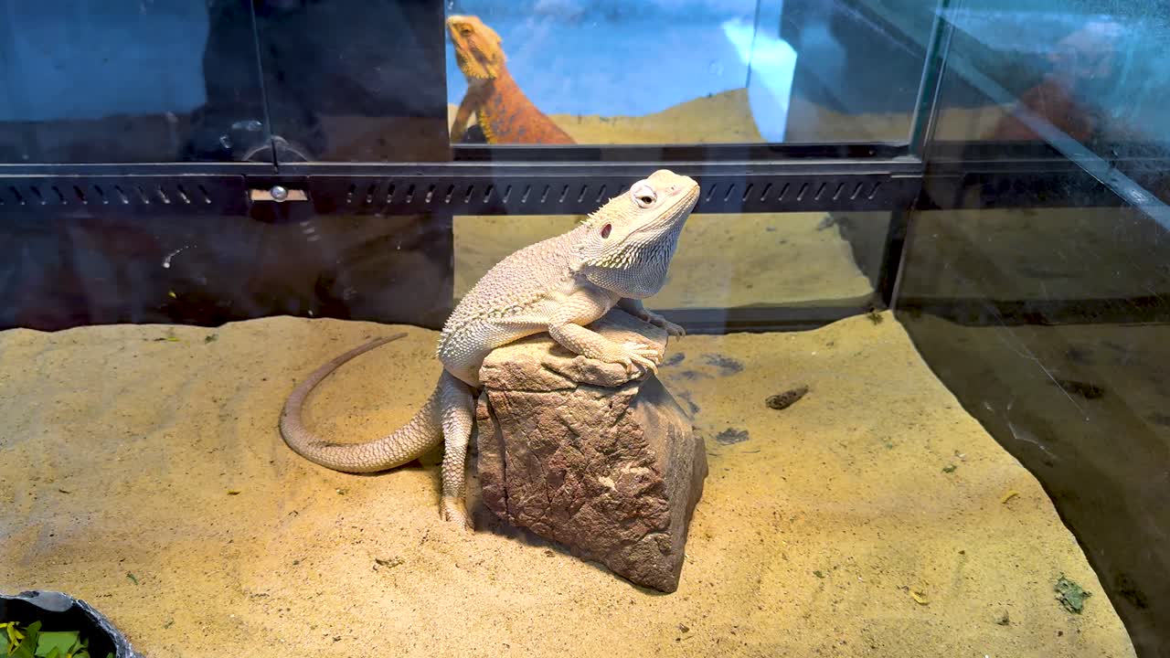 모래 에 있는 바위 위 에 고 있는 도마