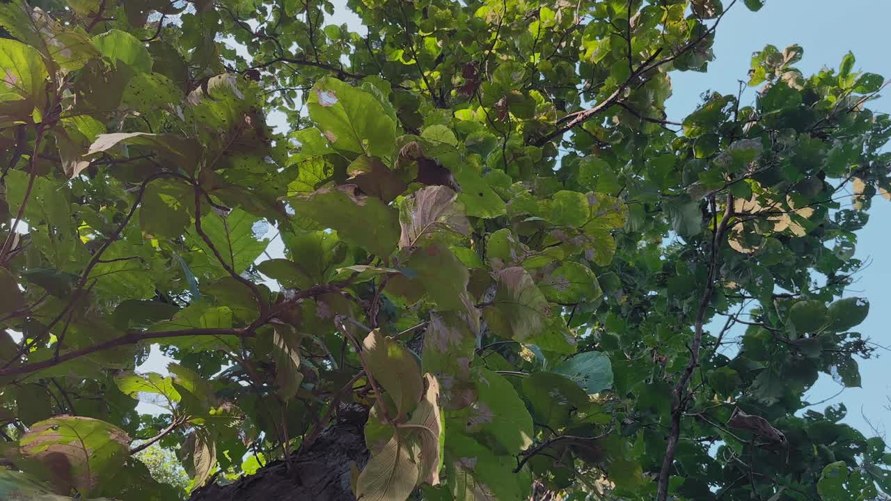 Static shot looking up into a leafy canopy of teak tree, sunlit green leaves overlapping against blue sky, forming layered textures and a calm forest mood