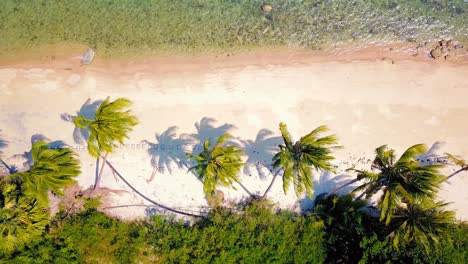 tropical sand beach with palm trees in sunset, sunrise, aerial dolly shot flying through the trunks, wild pristine beach in hawaii