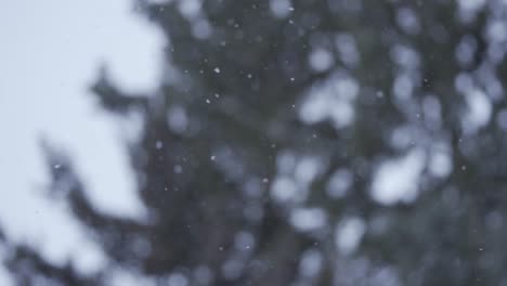 Slow-motion-of-white-snow-falling-down-peacefully-and-moving-in-the-soft-wind,-near-forest-trees