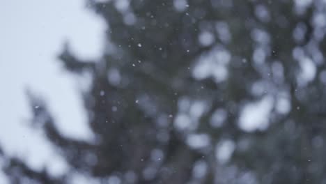 slow motion of white snow falling down peacefully and moving in the soft wind, near forest trees