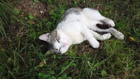 Cat-resting-in-the-grass-on-summer-time