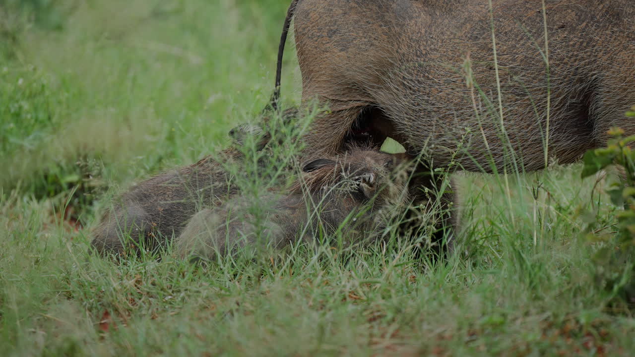 Warthog Mother and Baby