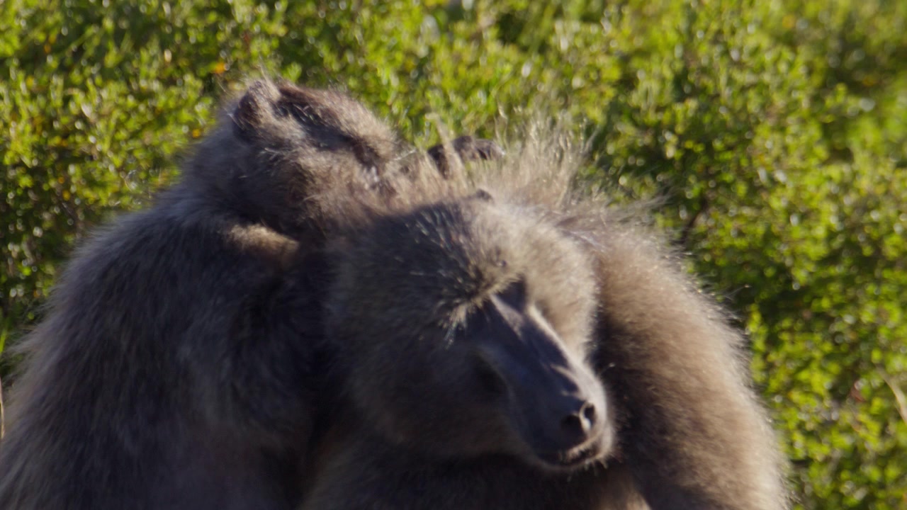 Comportamento sociale: babbuina femmina cerca pulci nella pelliccia di un maschio rilassato