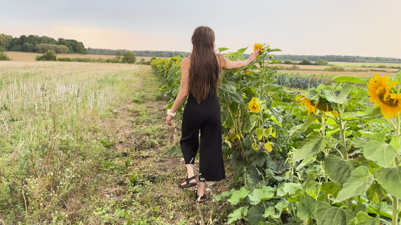 Long-Haired Woman Strolling Through Sunflower Field in Golden Light, Camera Following Her Path