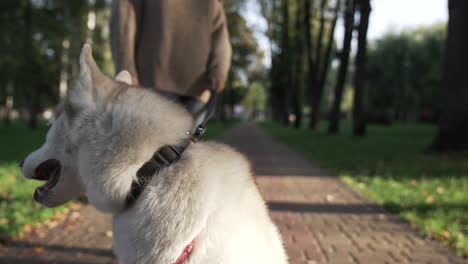 Schöner-Sibirischer-Hund