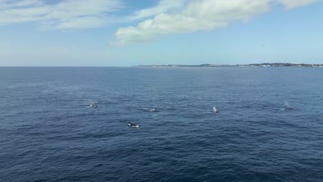 pod of humpback whales swimming past bermuda