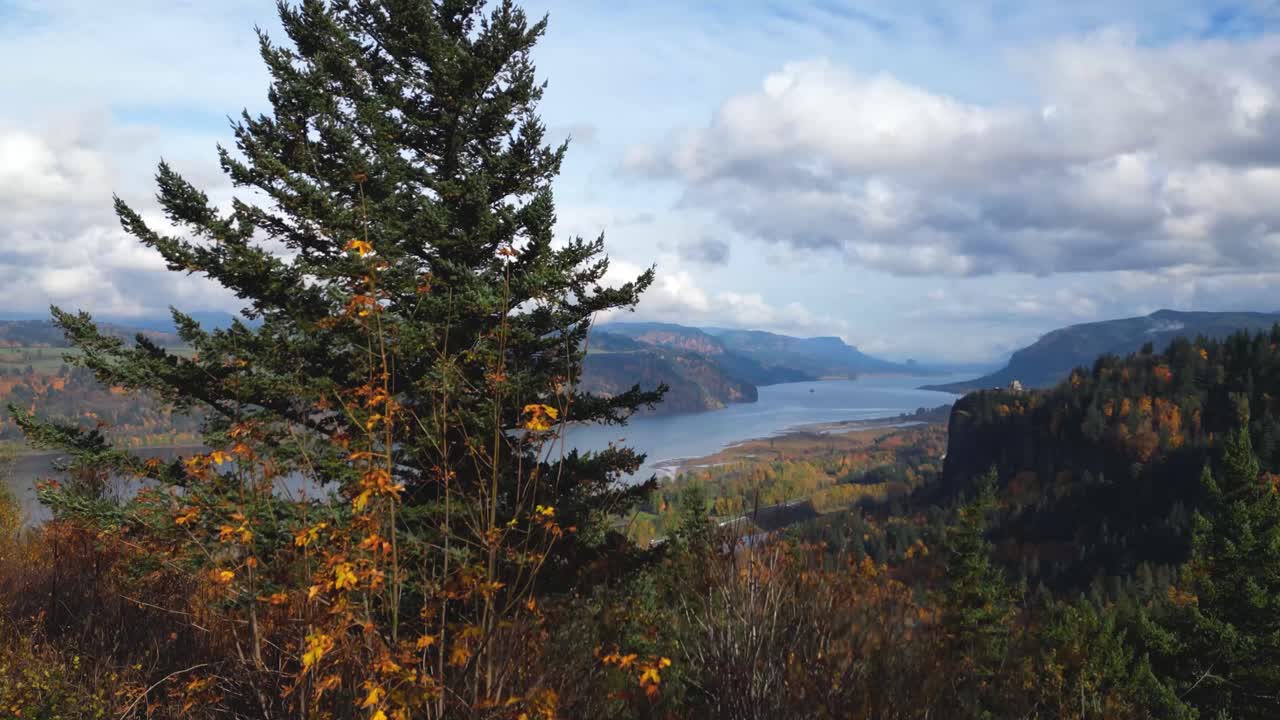 Drönarbild av Columbia River Gorge i Oregon som panorerar uppför ett pinjeträd för att avslöja en vacker flodvy med en dramatisk molnig himmel på hösten