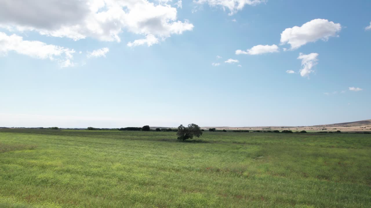 un solo árbol se destaca en el oscuro prado de mal humor bajo la sombra de las nubes