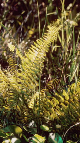 close-up of ferns in a lush green setting