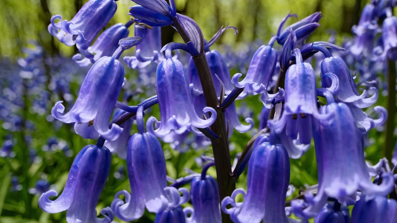 Video ad angolazione bassa che riprende il suolo di una lussureggiante foresta ricoperto di campanule blu vibranti, creando un'atmosfera serena