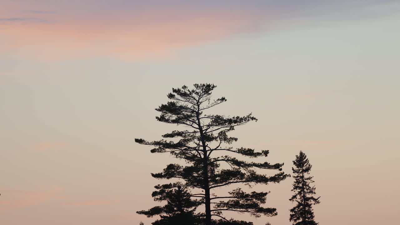 Small Trees Blown By The Wind With Colorful Sky In The Background - timelapse